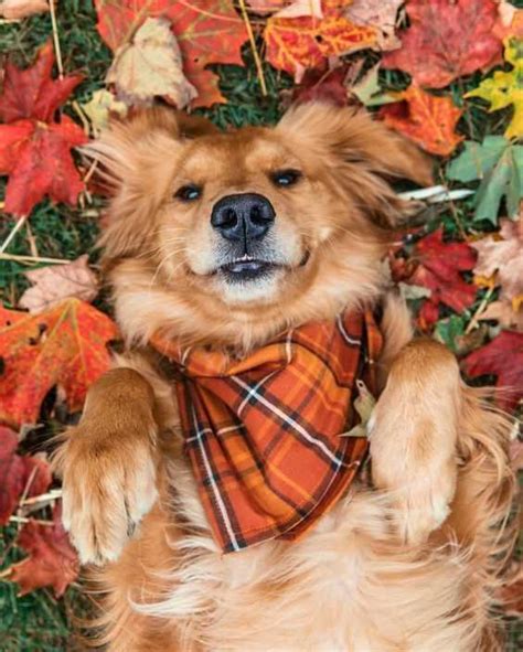 cute fall animal pictures